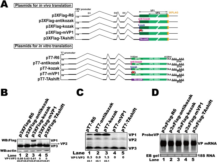 FIG 6