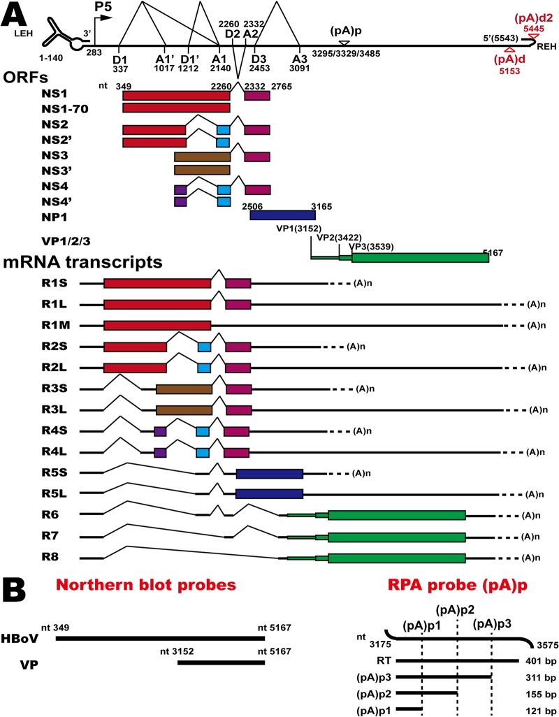 FIG 1