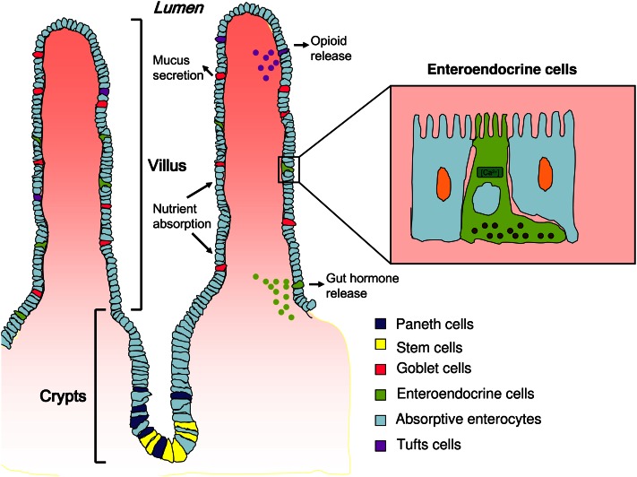 FIGURE 1