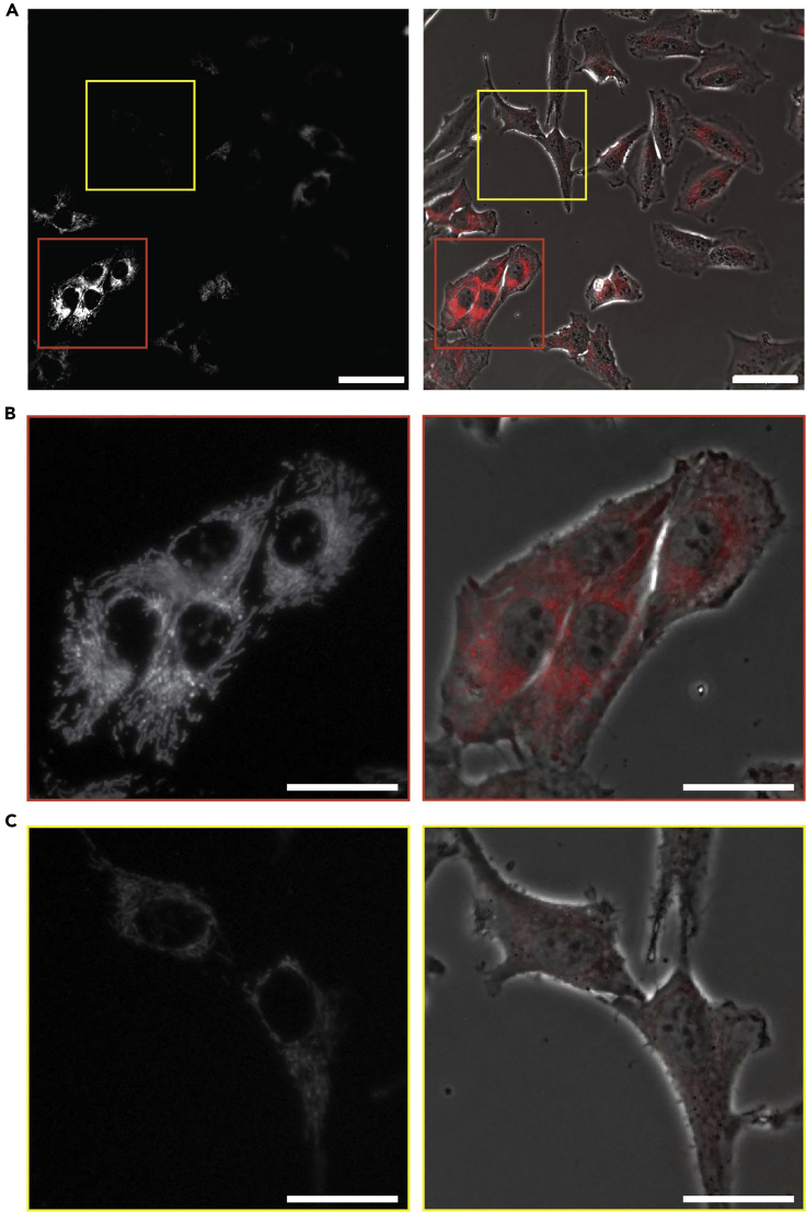 Figure 2