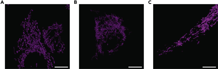 Figure 24