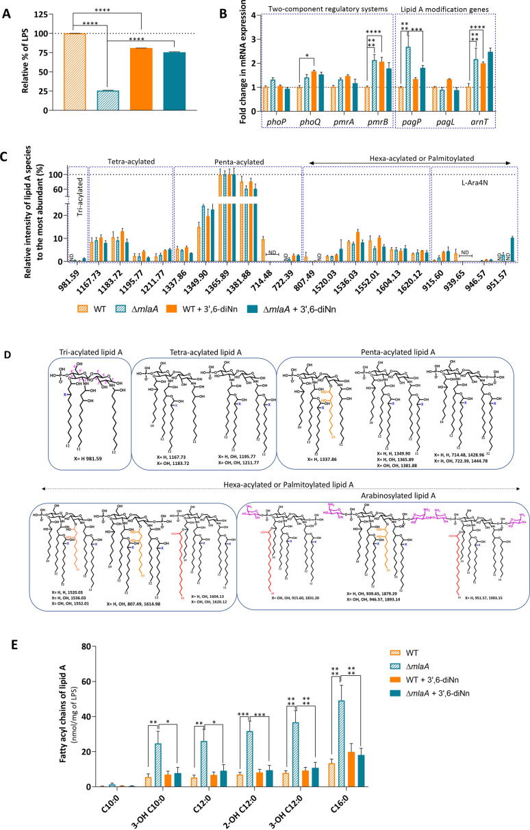 Bar graphs depict relative percentages of LPS (A), fold changes in mRNA in TCS and lipid A modification genes (B), lipid A species (C) and fatty acyl chains of Lipid A (E) in WT, ΔmlaA, and WT/ΔmlaA treated with 3',6'-diNn. (D) Lipid A structures