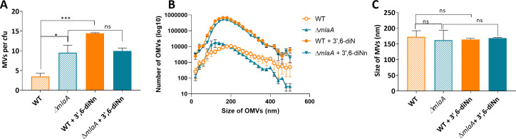 Bar graphs and line plots depict MVs per colony-forming unit (A), size distribution of OMVs (B), and mean size of MVs (C). WT+3',6-diNn depicts increased MVs per cfu compared with ΔmlaA+3',6-diNn. OMV size distributions overlap.