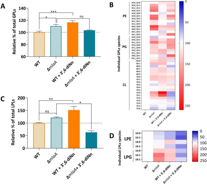 Two bar graphs depict the relative percentages of total GPLs and LPLs, respectively, across WT and ΔmlaA strains with 3',6'-diNn treatments. Heatmaps visualize individual GPL and LPL species changes with color intensities representing abundance levels.