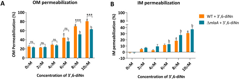 Bar graphs compare permeabilization percentages of OM (left) and IM (right) induced by increasing concentrations of 3',6-diNn in WT (orange) and ΔmlaA (turquoise) strains. OM permeabilization of WT significantly increases at higher concentrations.