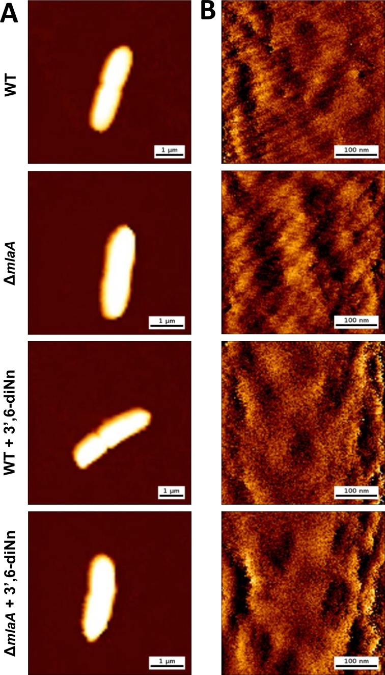 AFM images depict cell surface topography: Left column depicts WT, ΔmlaA, WT+3',6-diNn, and ΔmlaA+3',6-diNn bacterial cells. Right column depicts corresponding surface details at a scale of 100 nanometers.