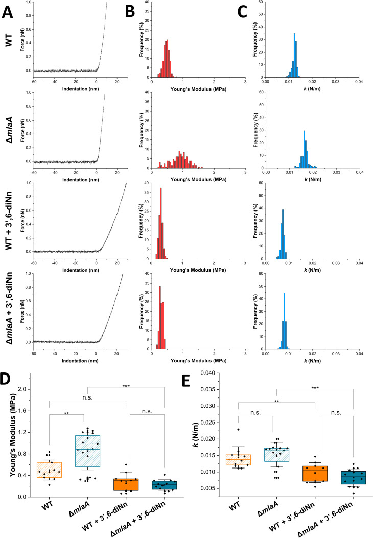 AFM force-indentation curves (A), Young's modulus distribution (B), stiffness distribution (C), and box plots for Young’s modulus (D) and stiffness (E) comparing WT, ΔmlaA, and treatments. Significant differences in mechanical properties are indicated.