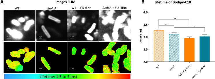 FLIM images depict WT, ΔmlaA, WT+3',6-diNn, and ΔmlaA+3',6-diNn bacteria with color scale indicating fluorescence lifetime. Bar graph compares Bodipy-C10 lifetime across groups, with a significant reduction in WT treated with 3',6-diNn as compared WT.