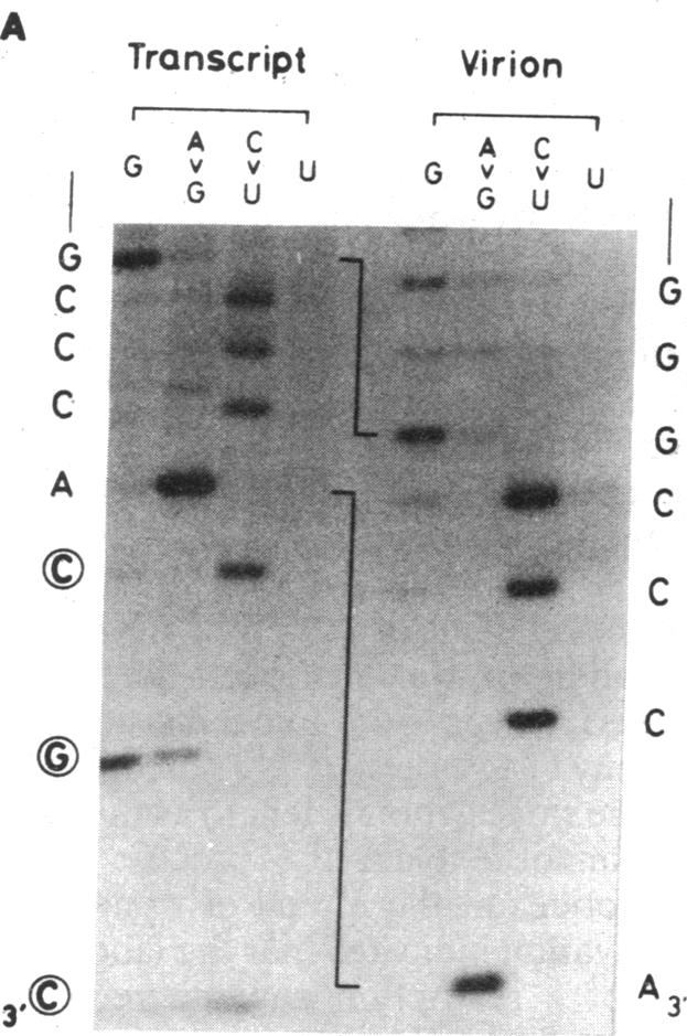 graphic file with name pnas00318-0080-a.jpg