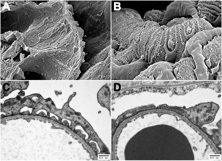 FIG. 1.