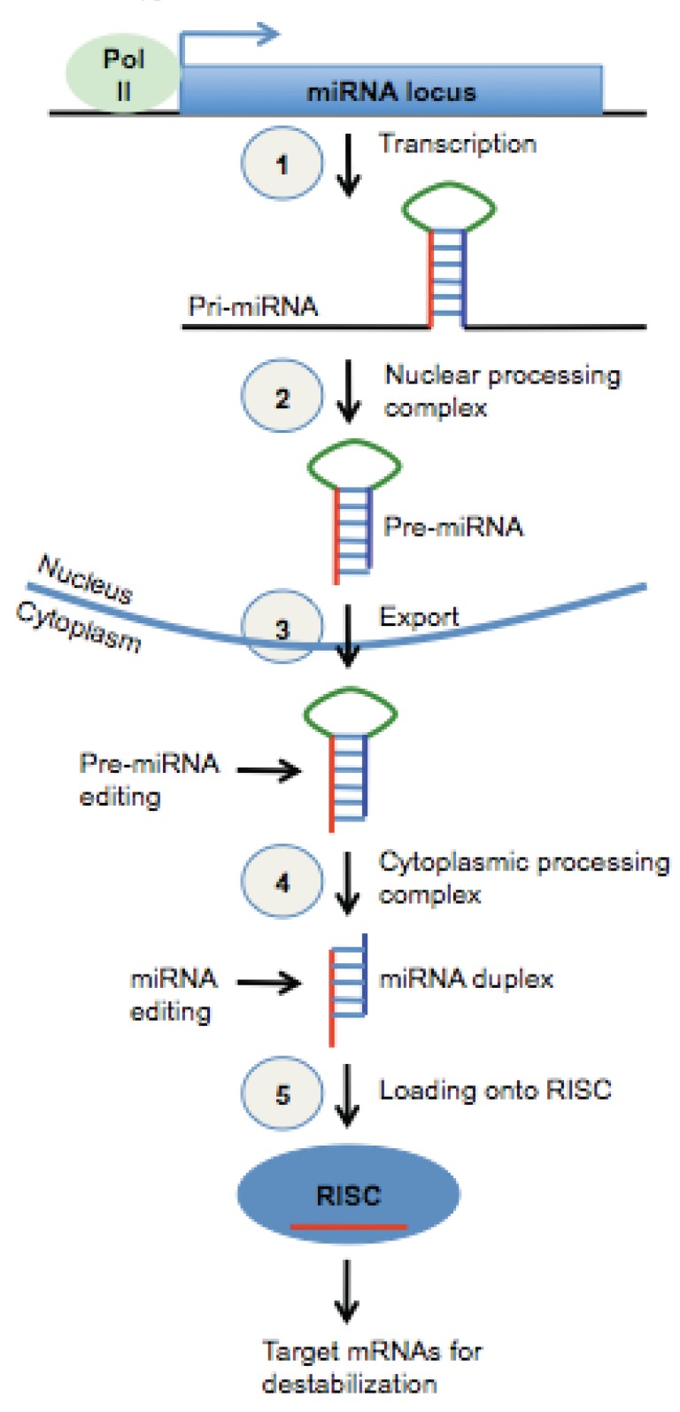 Fig. (1)