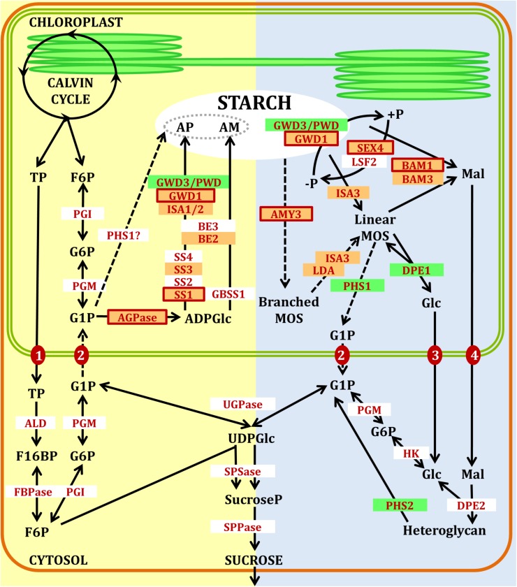 FIGURE 1