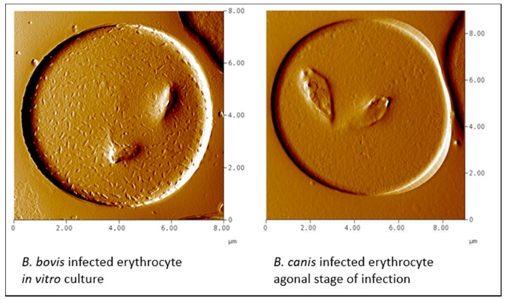 Figure 12