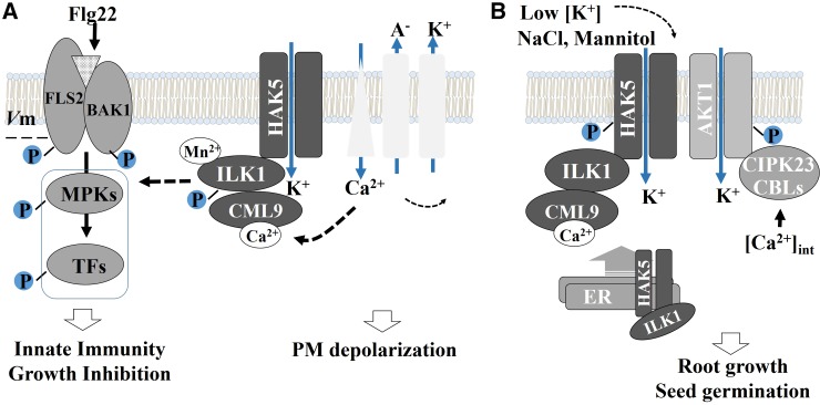 Figure 11.