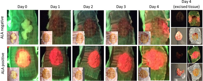 FIGURE 3