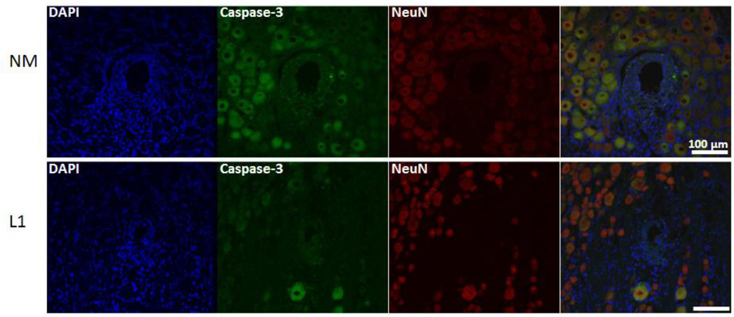 Figure 13