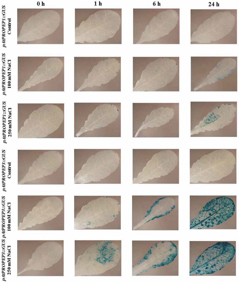 Figure 11.