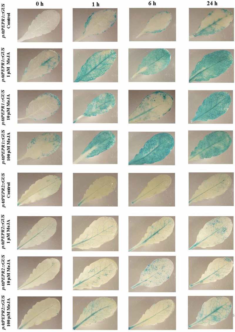 Figure 2.