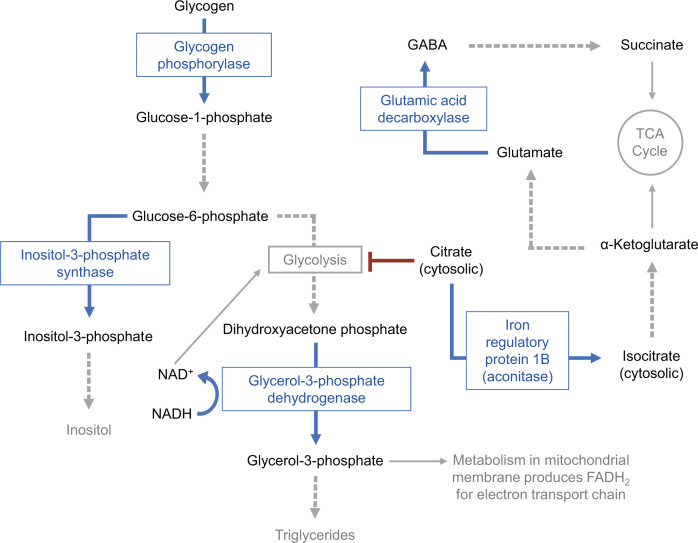 Metabolic map connects glucose metabolism to GABA, triglycerides, and TCA cycle through enzymes like glutamic acid decarboxylase and iron regulatory protein 1B, with cytosolic citrate inhibiting glycolysis to redirect intermediates.