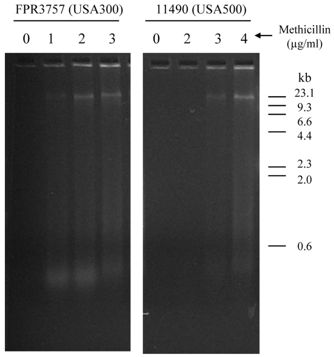 FIG 5 