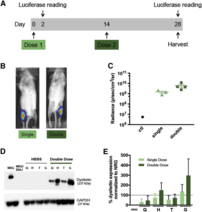 Figure 2