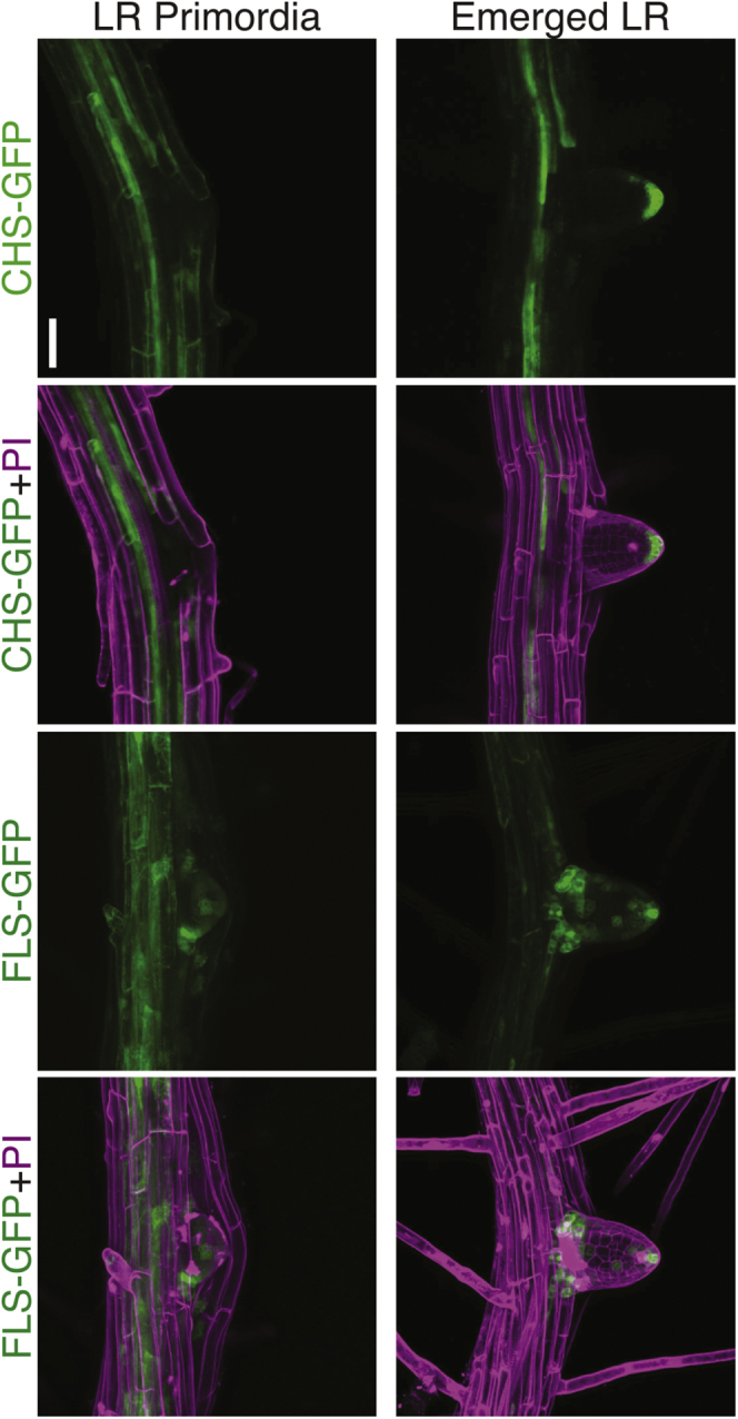 Figure 5