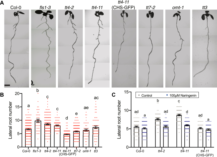 Figure 2