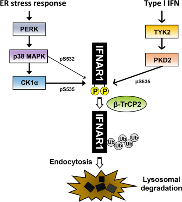 Fig 1.