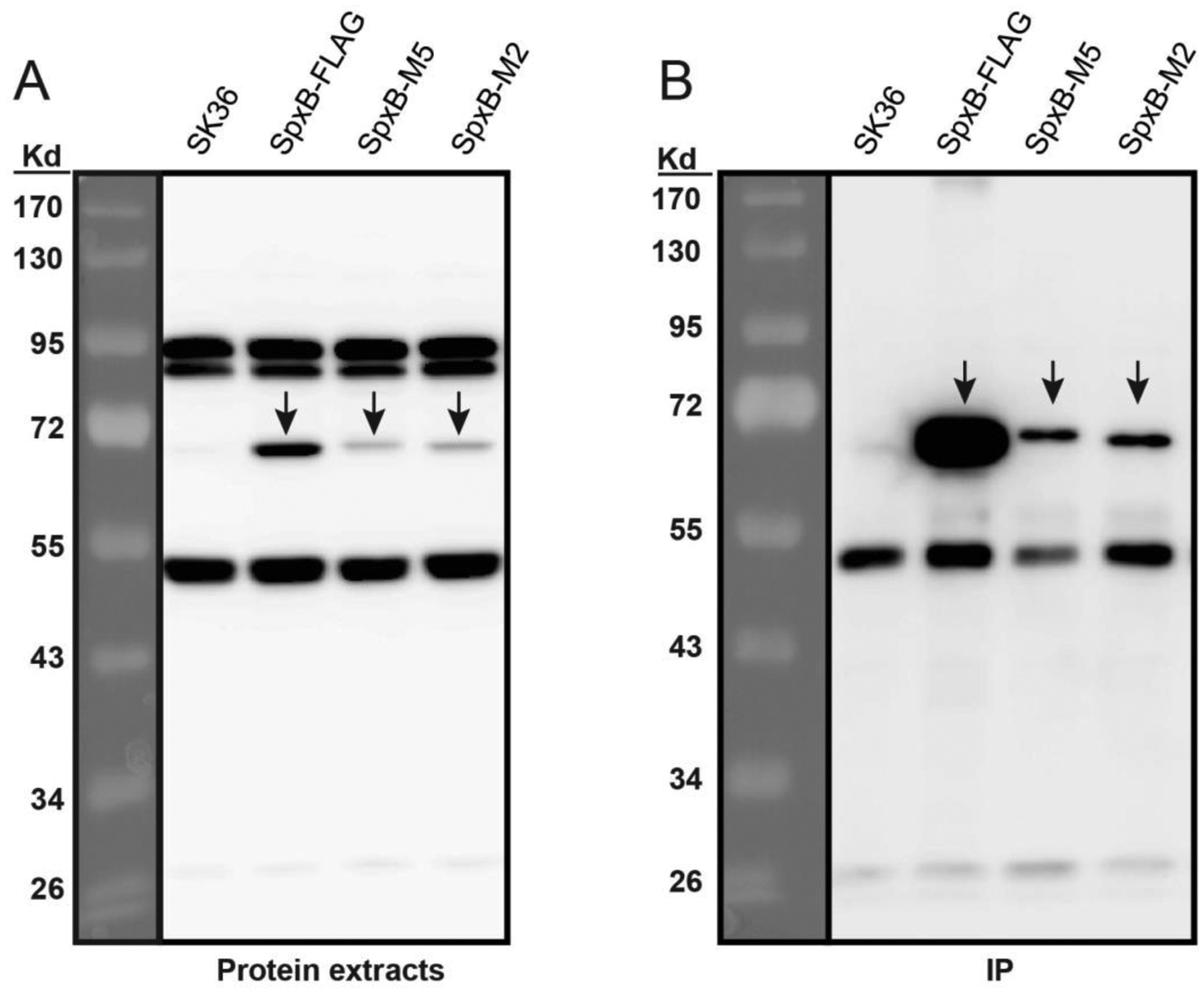 Fig. 5.