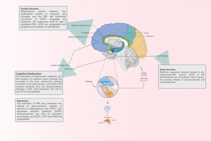 Brain response in asthma: the role of “lung-brain” axis mediated by ...