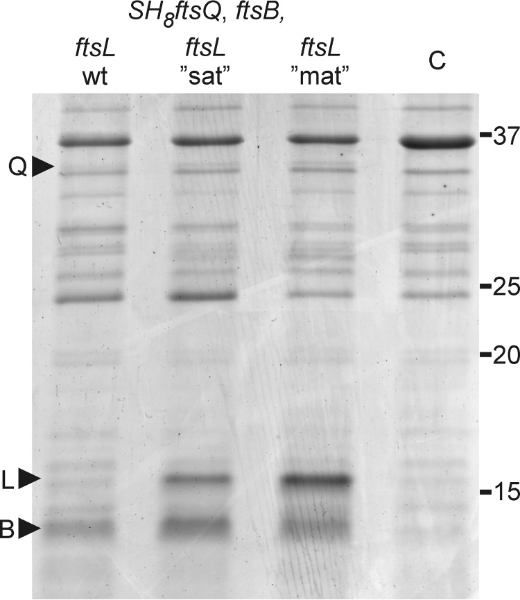 FIGURE 2.