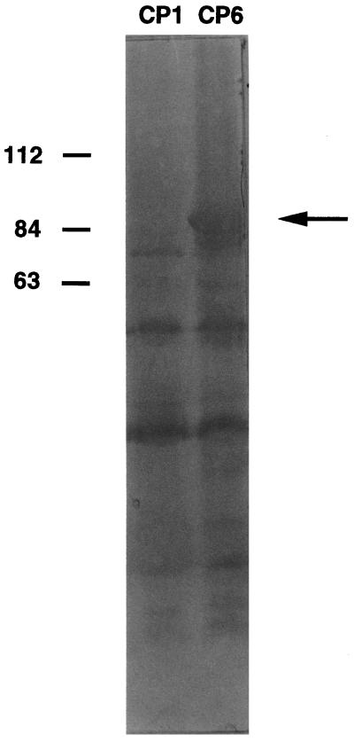 FIG. 1