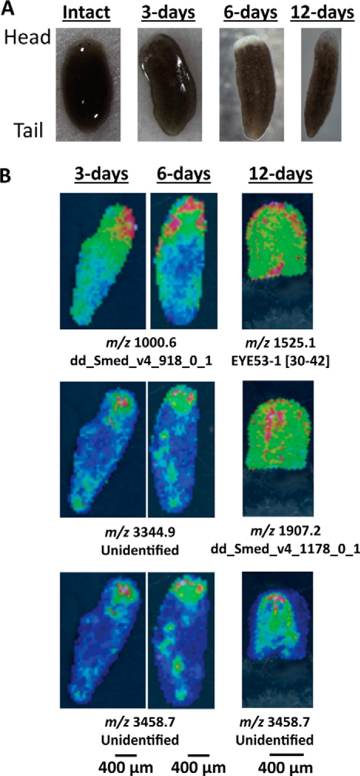 FIGURE 3.