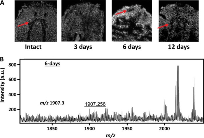 FIGURE 4.