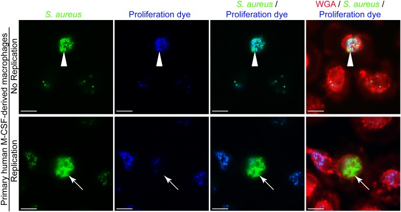 FIGURE 3