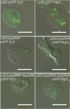 FIG 8