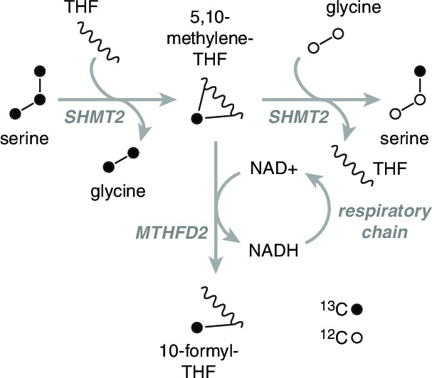 Figure 4—figure supplement 1.