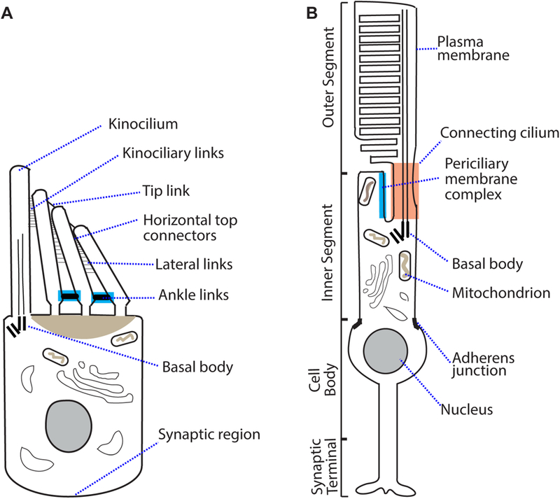 Figure 1: