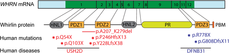 Figure 2: