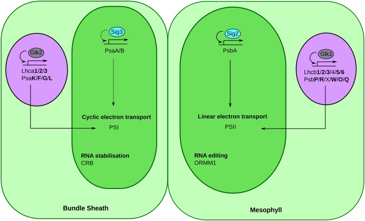 Figure 5.