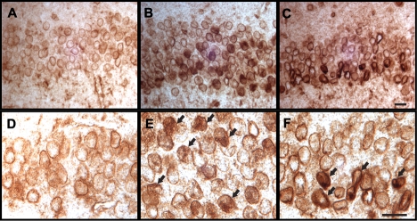 FIGURE 7: