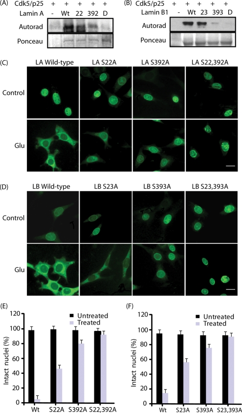 FIGURE 5: