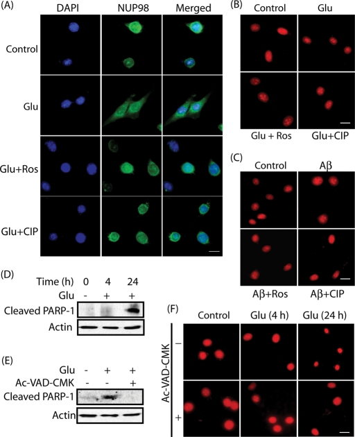 FIGURE 6: