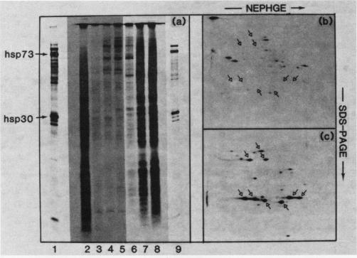 graphic file with name molcellb00104-0266-a.jpg