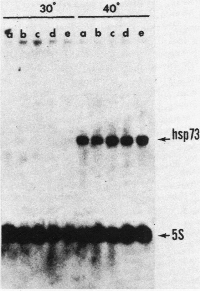 graphic file with name molcellb00104-0267-b.jpg