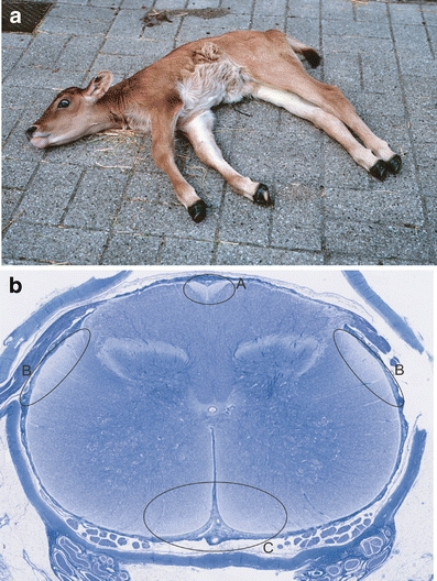 Fig. 1