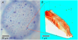 Fig. 15