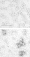 Fig. 4