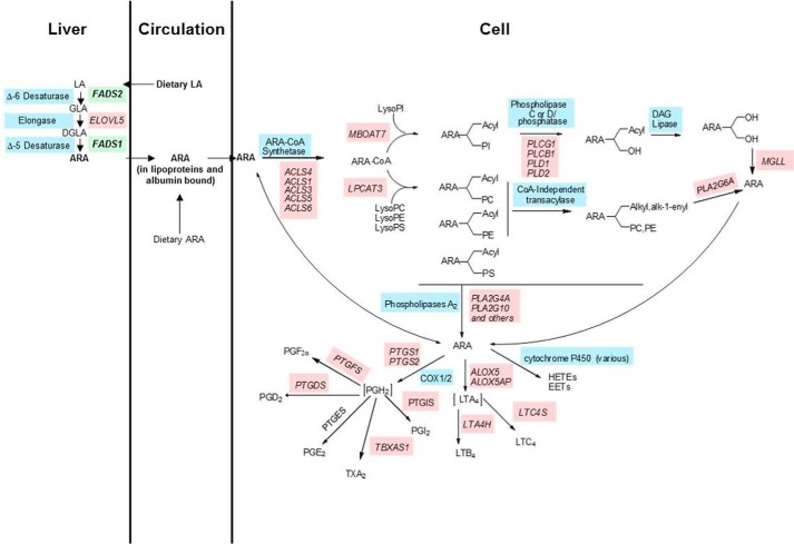 FIGURE 1.