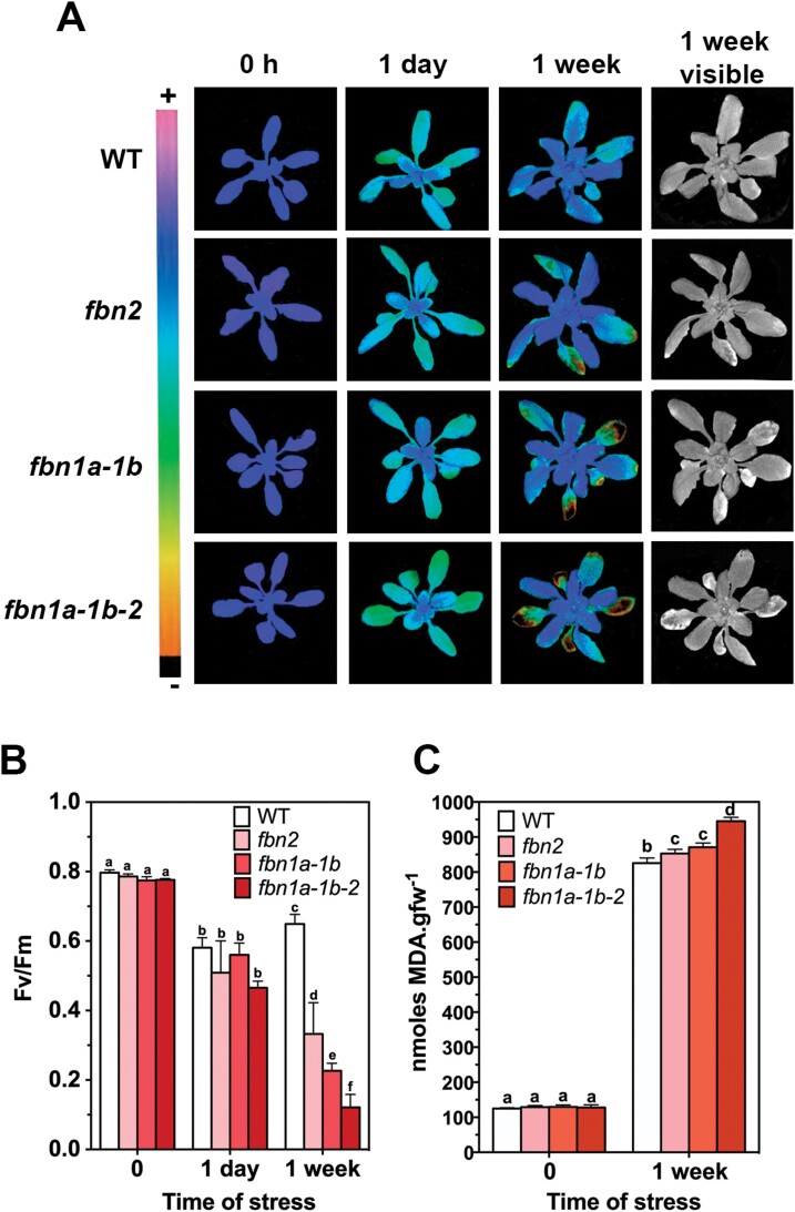 Fig. 4.